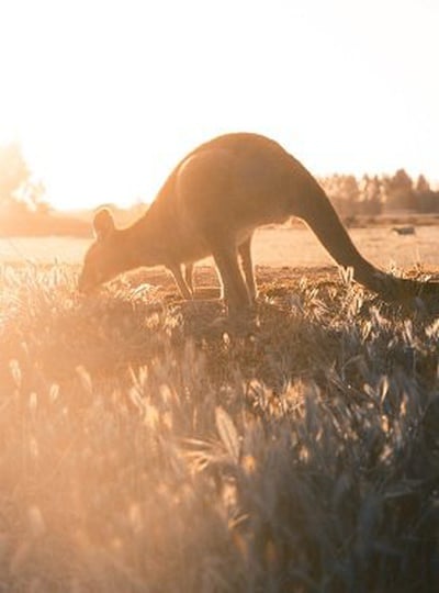 kangaroe
